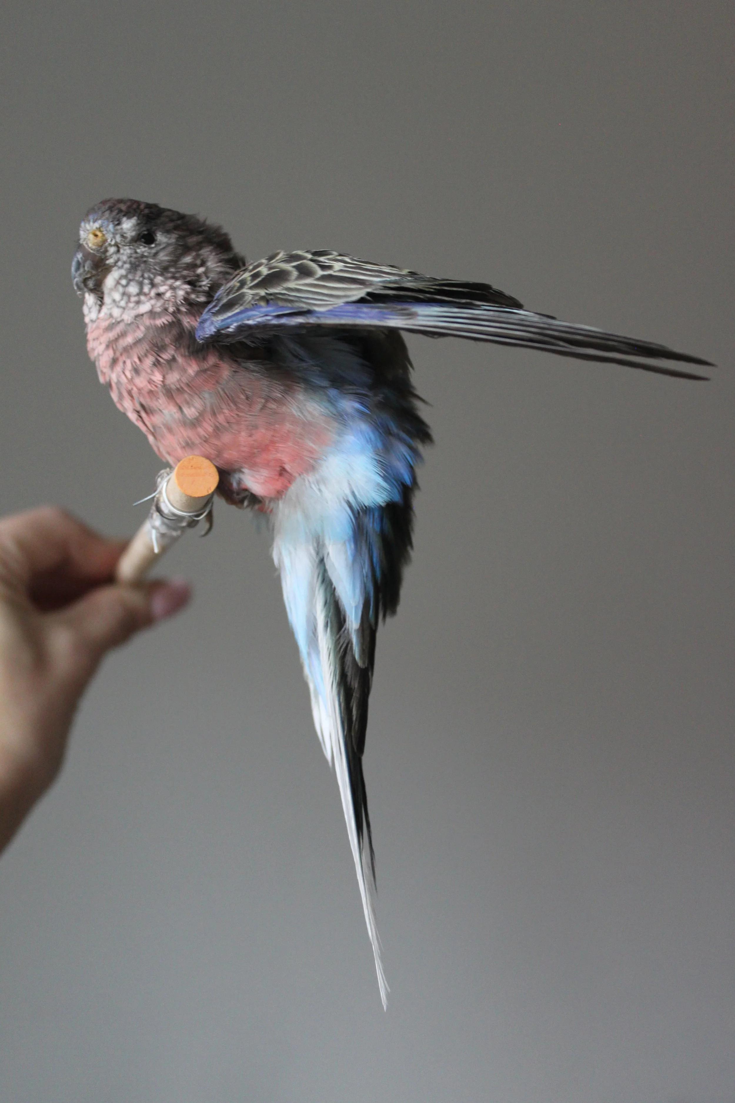 Rosa Bourke Parakeet