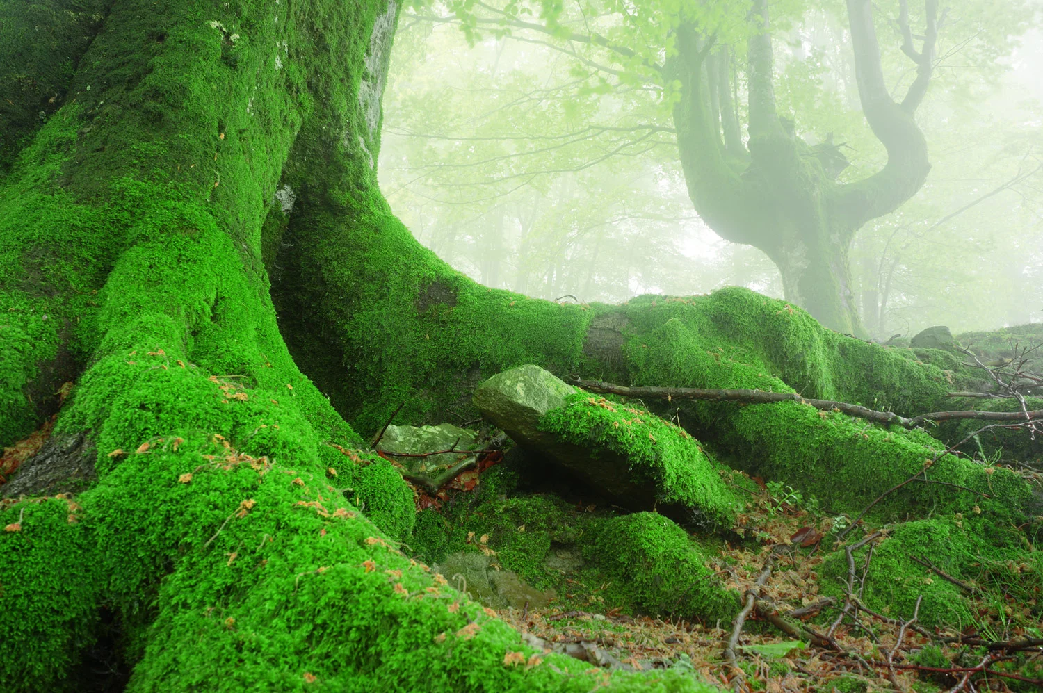 tree-roots.jpg