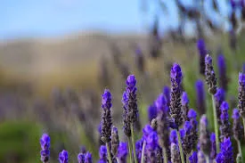 lavender and mtns.jpg