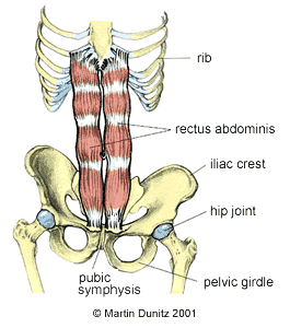 Pelvic Floor Health Blog Elemental Chiropractic Inc