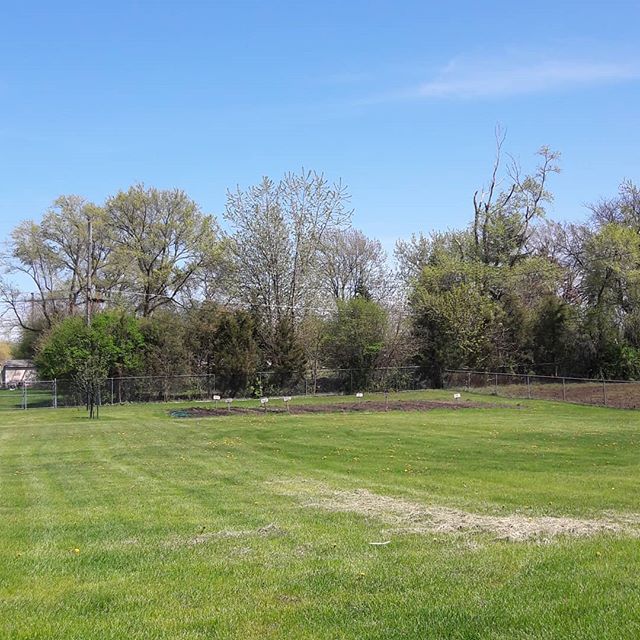 I hope you are able to enjoy this beautiful Saturday full of sunshine, butterflies and dandelions (which the 🐝 love so be kind and let them grow). #addison #addisonil #glenellyn #itasca #elkgrovevillage #glendaleheights