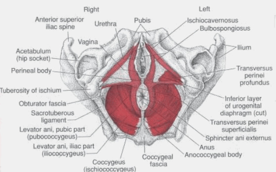 cut in buttocks near sacrum cut in buttocks near sacrum