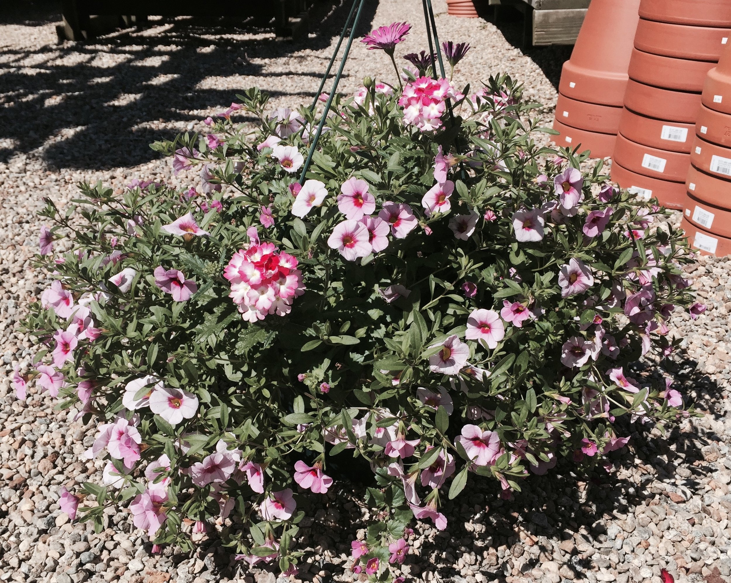 Mother's Day Flower Sale: Order Pickup