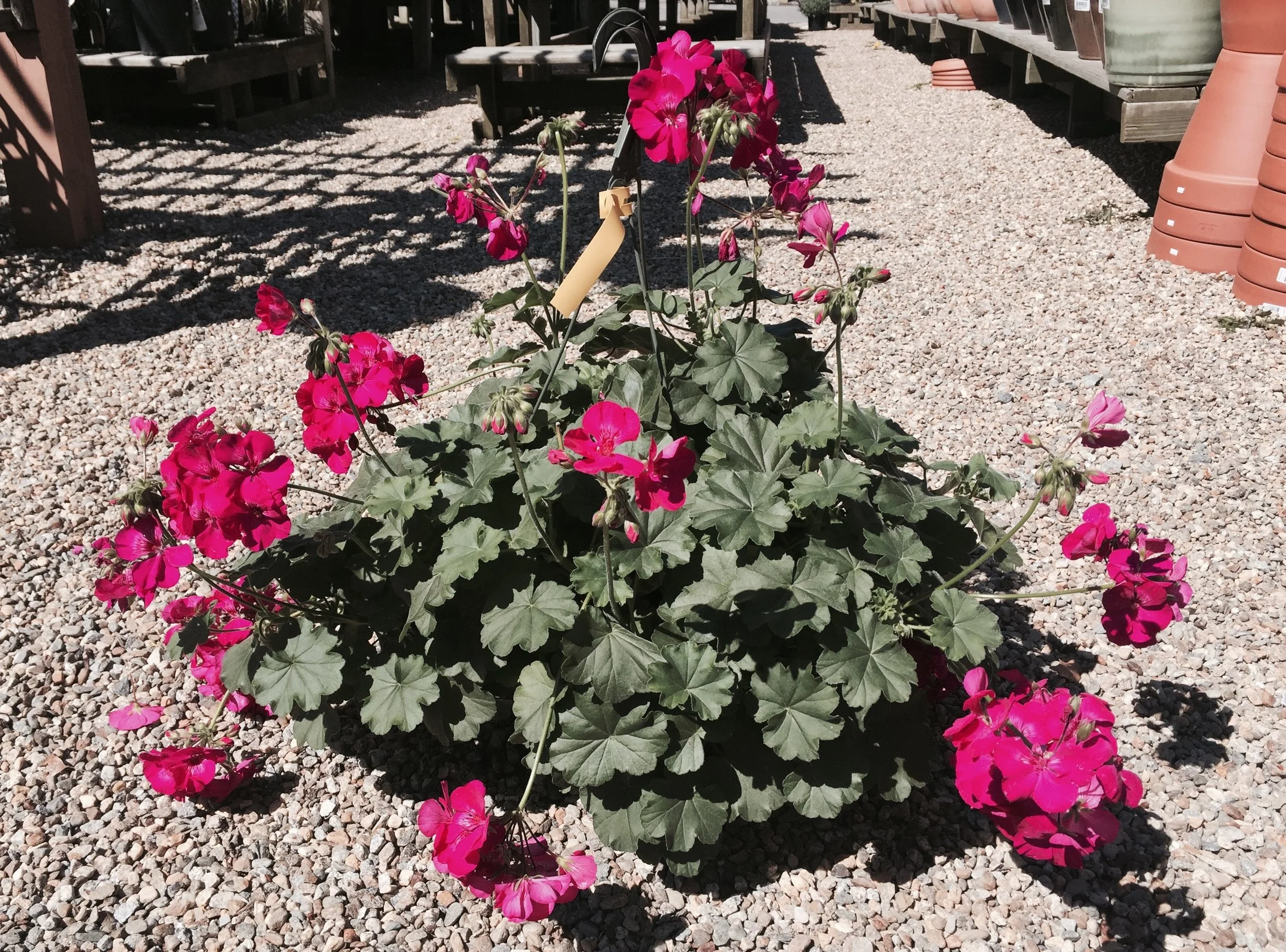 Spring Hanging Planter Sale!