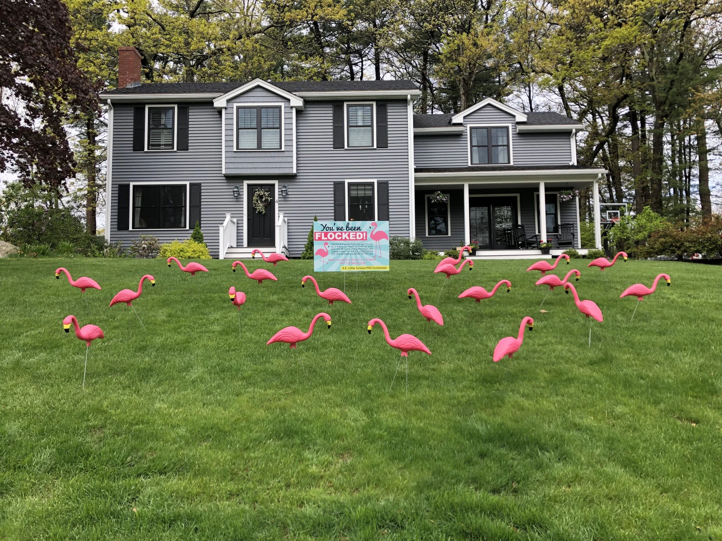 Flocking Flamingos! They're Back...!