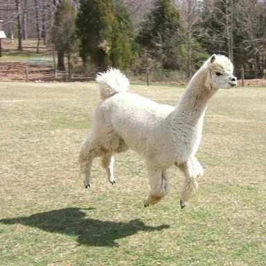 Trying to ascertain whether Larry was levitating or jumping is somewhat akin to arguing about whether that dress was black and blue, or white and gold. Let us know where you come down on it!