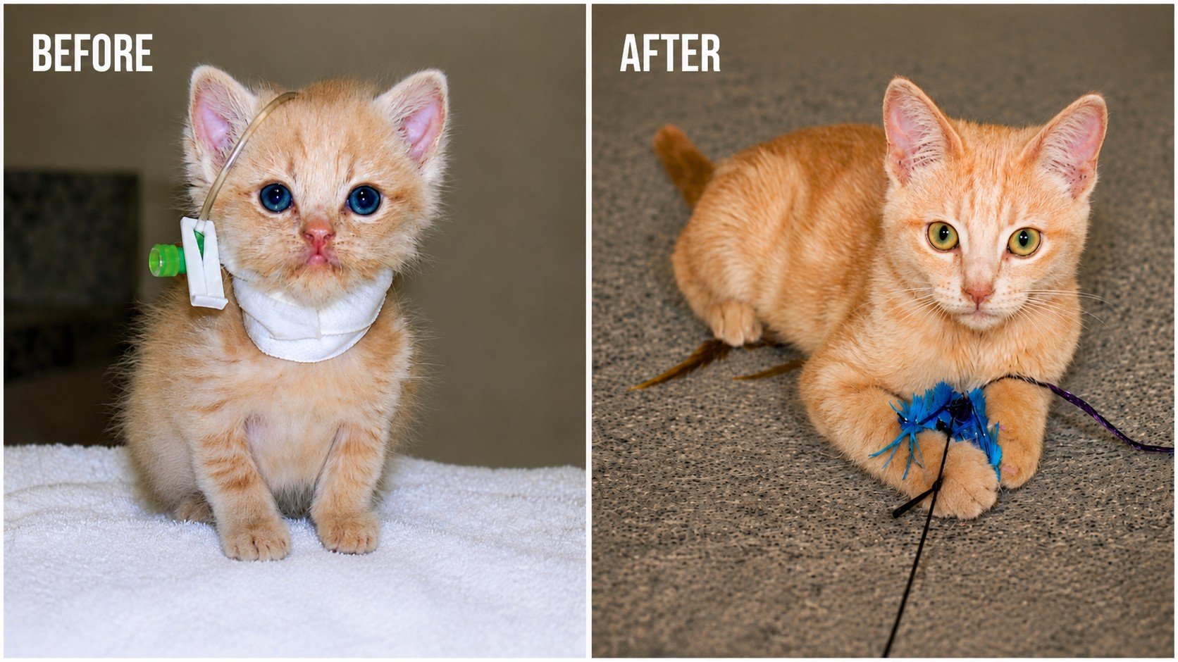 Before-and-after photos of Koebe showing his transformation after being rescued by Animal Rescue League.