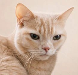 Koebe, a cream-colored cat rescued by Animal Rescue League