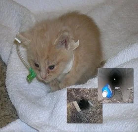 Koebe as a sick kitten receiving care after his rescue