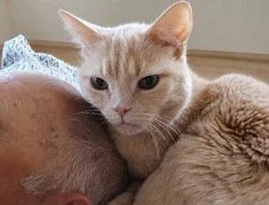 Koebe resting comfortably with a volunteer at the Animal Rescue League sanctuary
