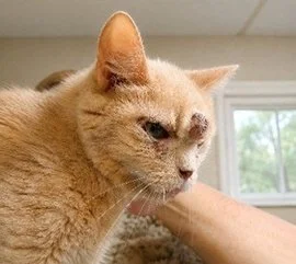 Koebe receiving loving care at the Animal Rescue League sanctuary