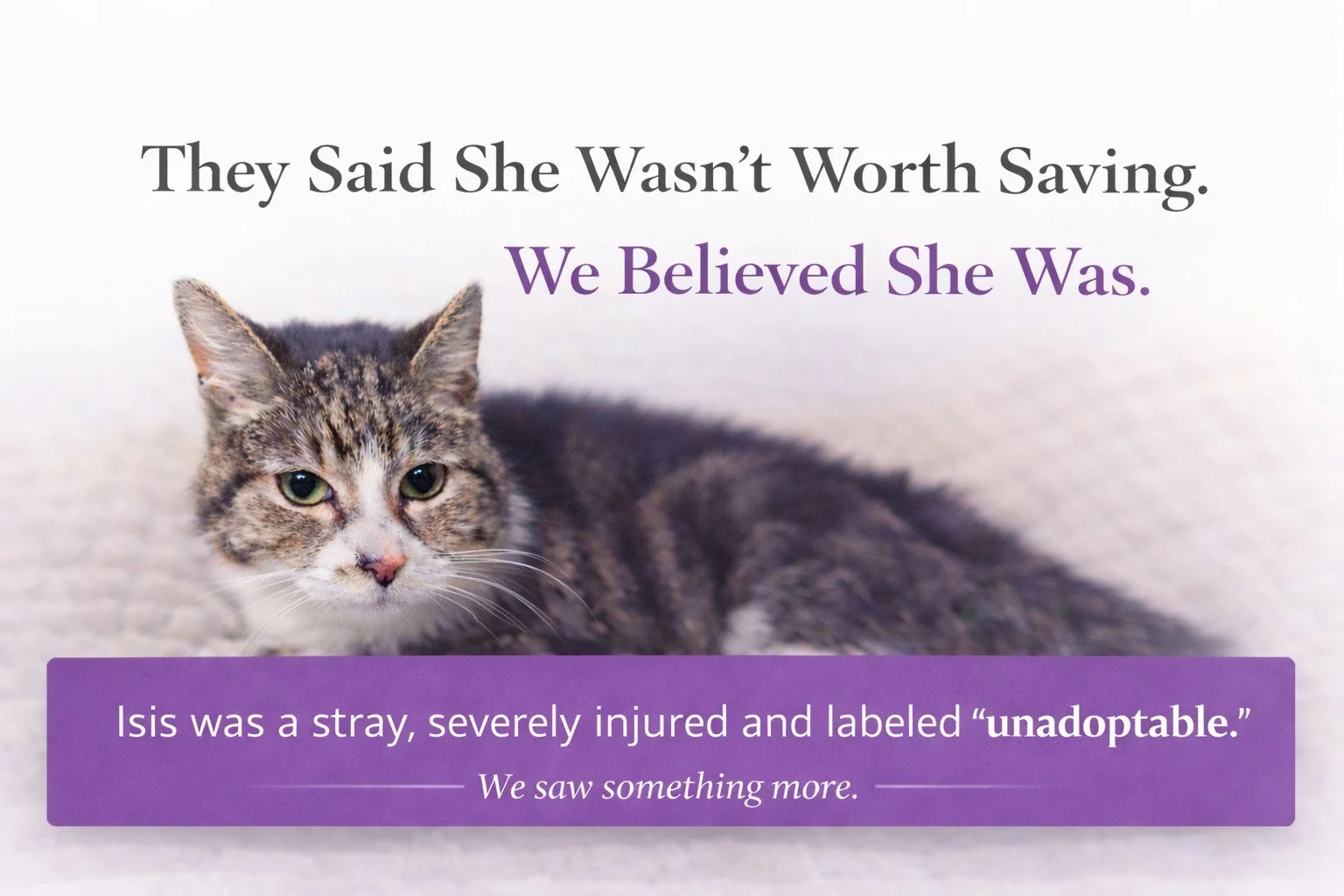 Isis, the severely injured stray cat whose rescue inspired the founding of Animal Rescue League in 2003.