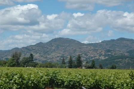 7.1 ACRE VINEYARD - SOLD - $1,800,000