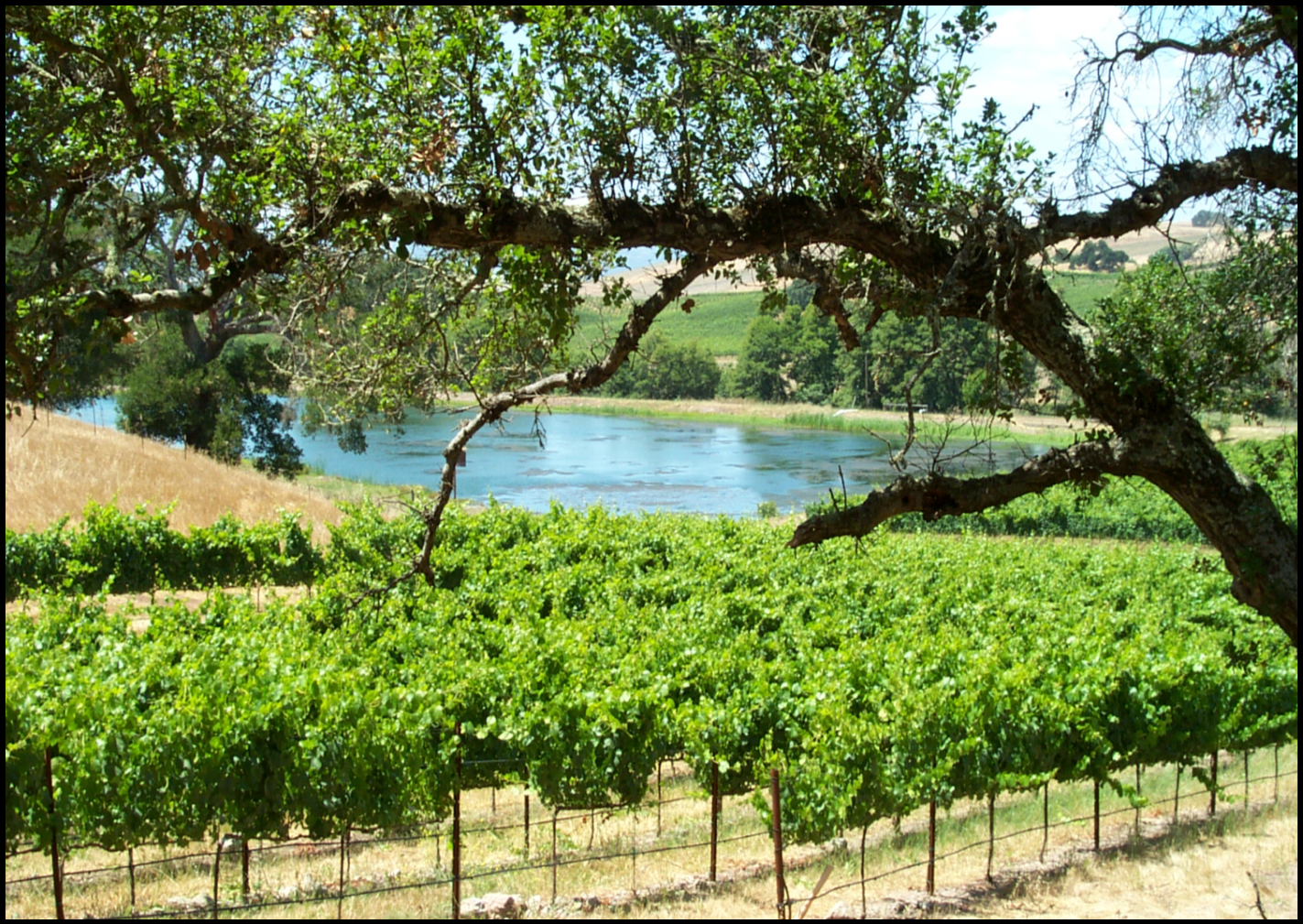 12 ACRE VINEYARD - SOLD - $1,650,000