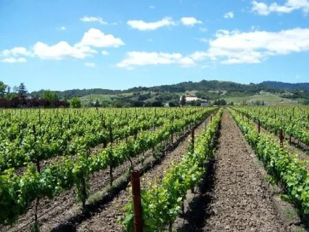 6.14 ACRE VINEYARD PLANTED - SOLD $1,650,000
