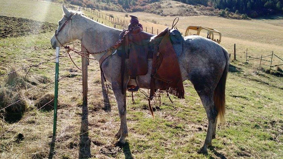 Lyrica under saddle 1.jpg