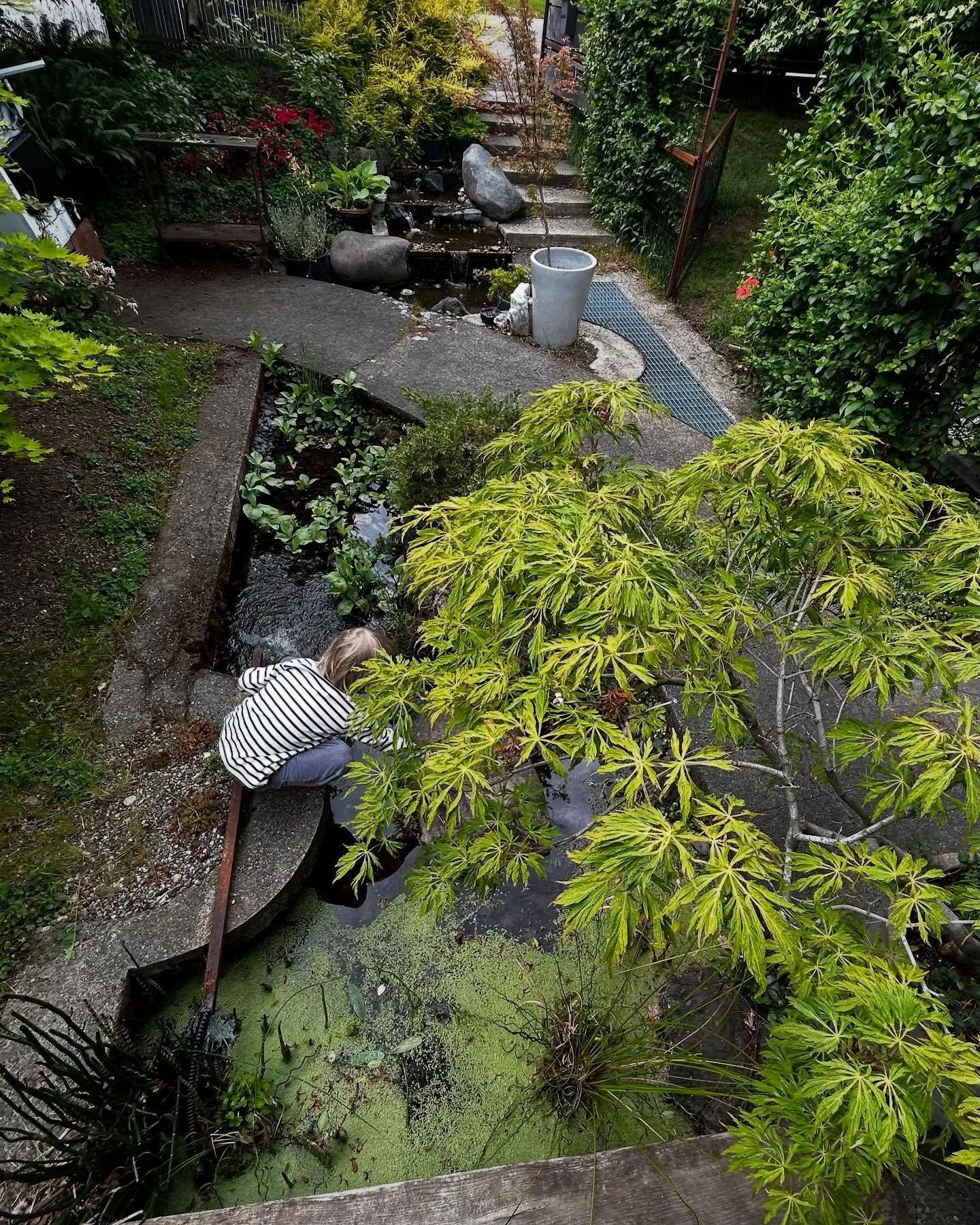 Pond life.  This was our 2022 project.  Nicely overgrown now lol.