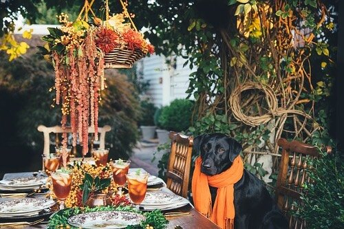 Who doesn&rsquo;t l❤️ a fall aesthetic with a special guest? 🐾