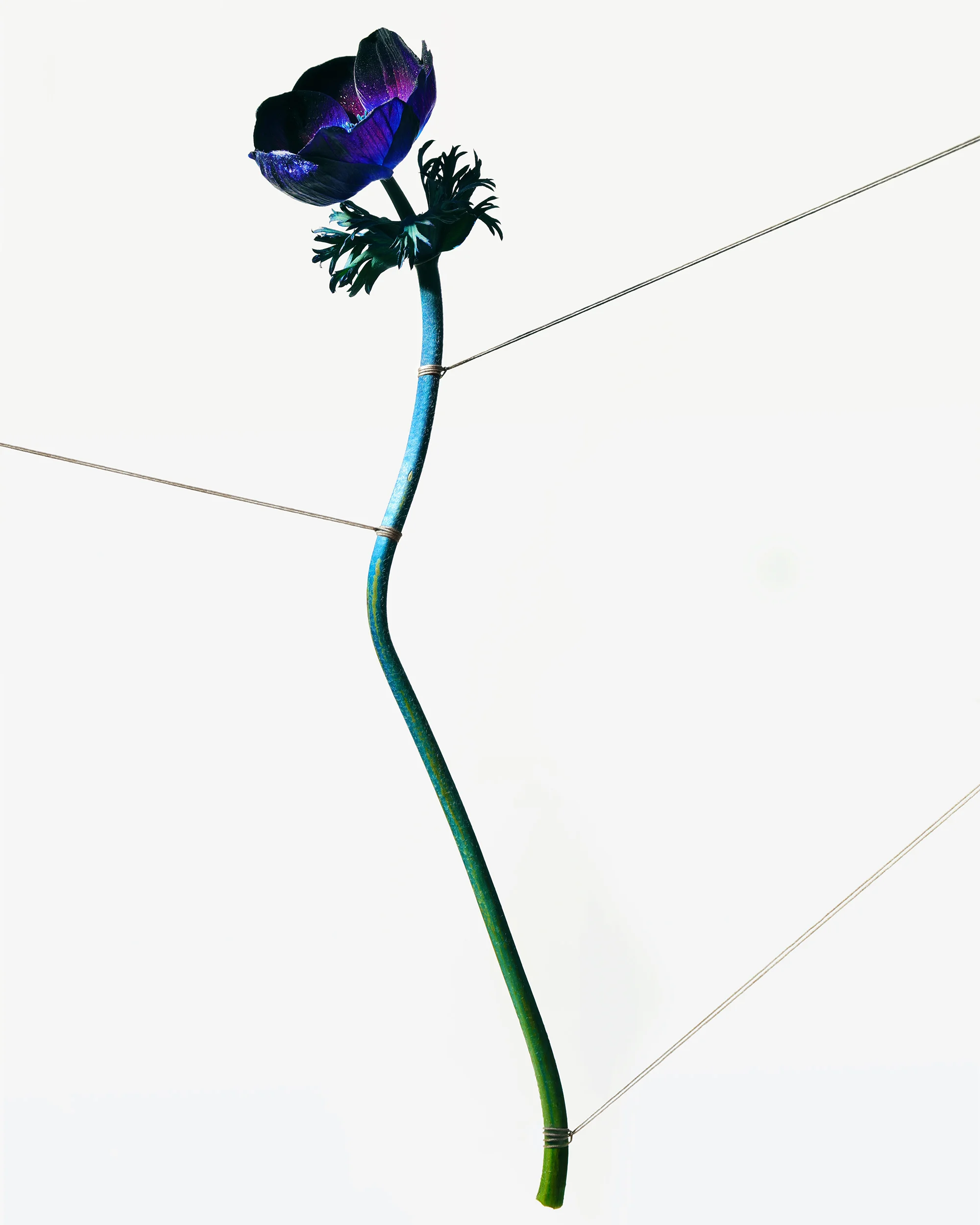 Bondage Flower Blue Poppy