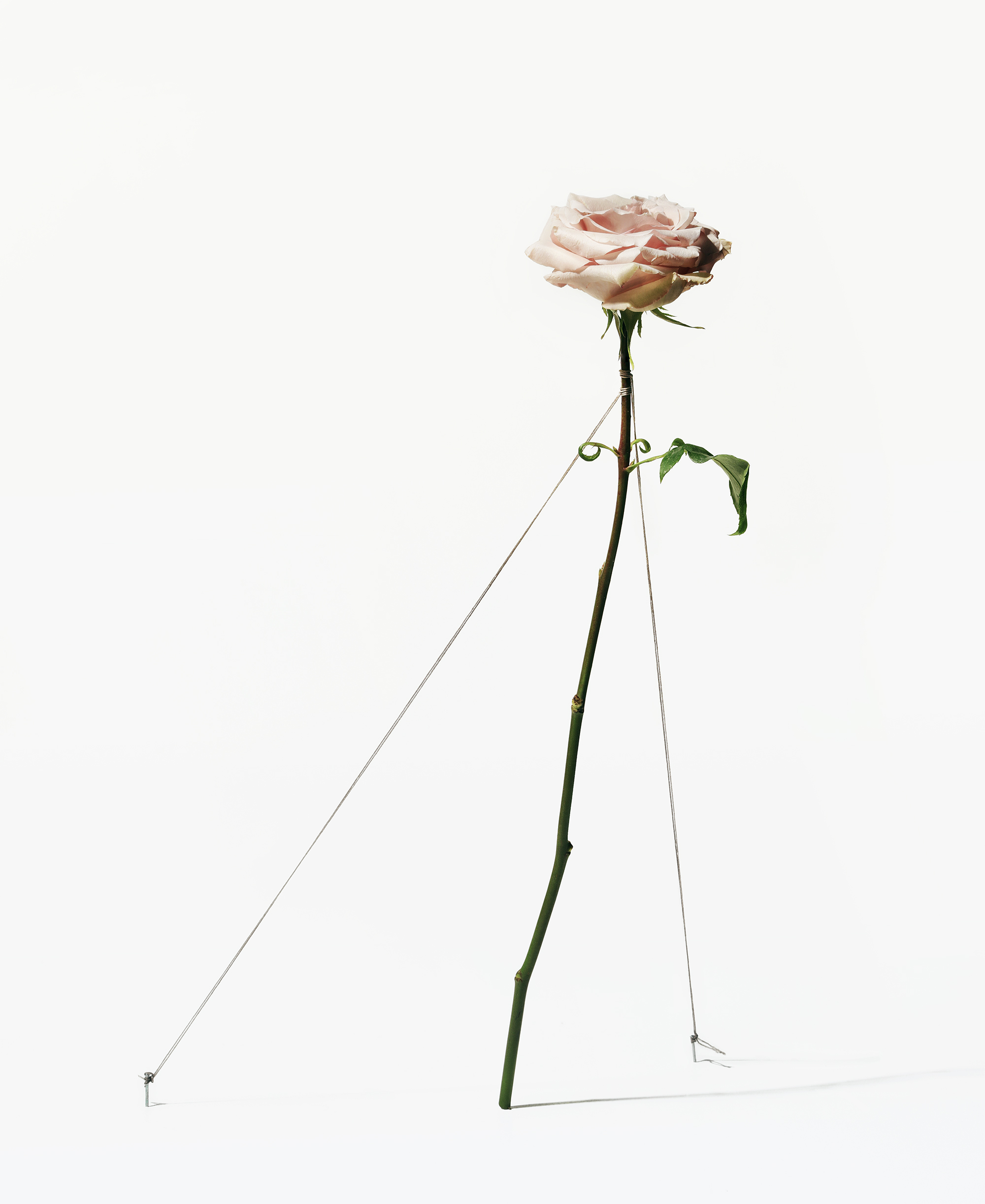 Bondage Flower Rose