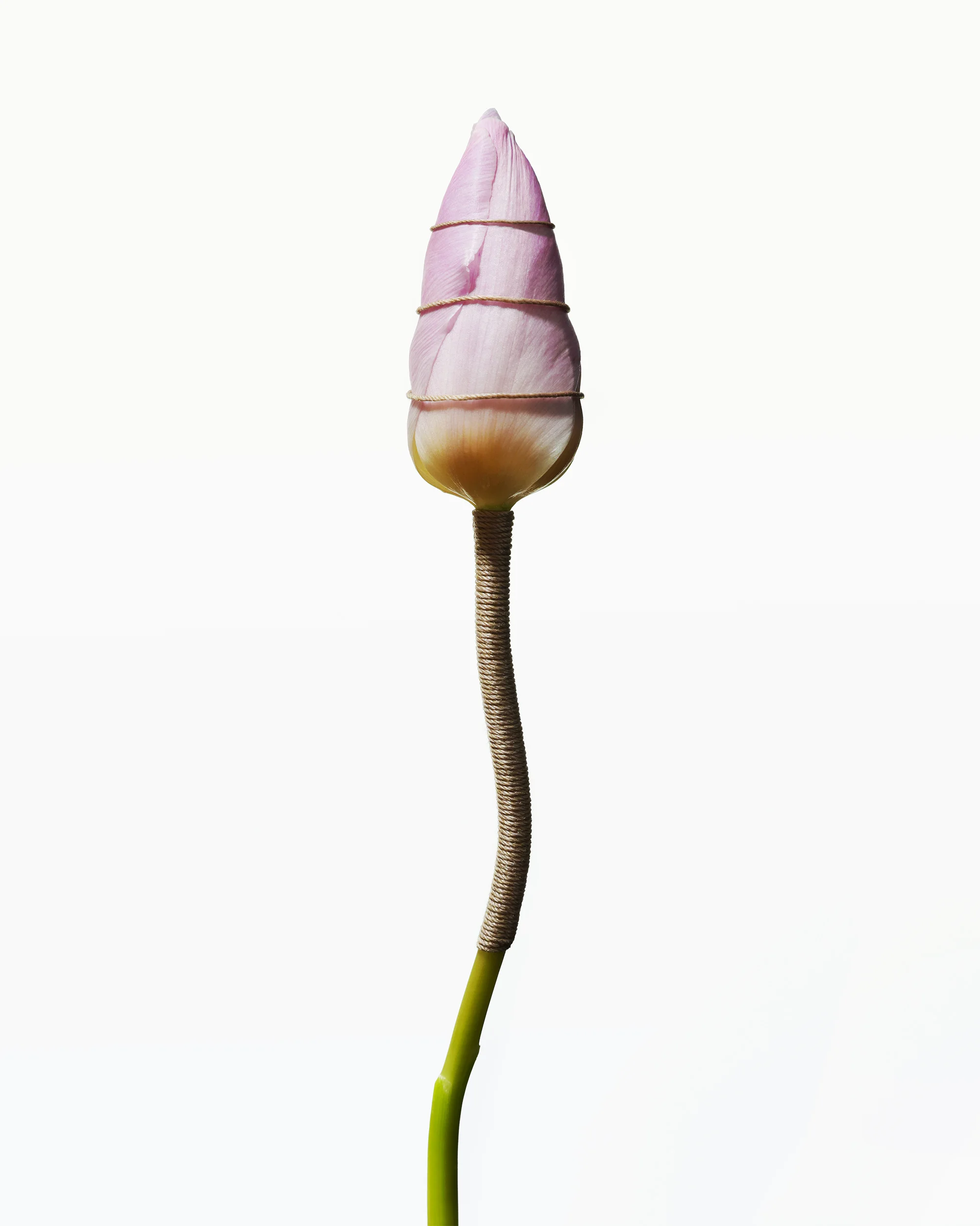 Bondage Flower Tulip