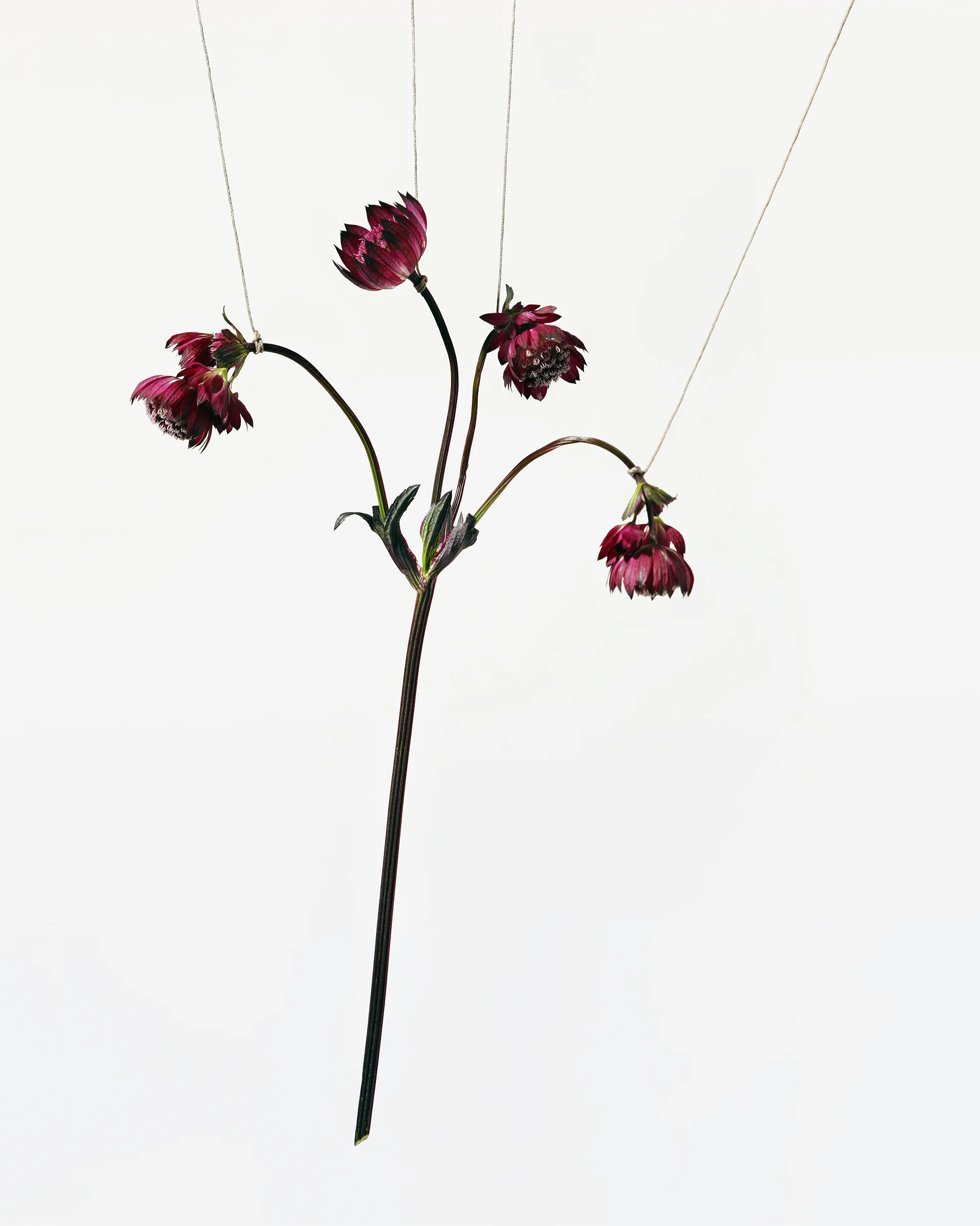 Bondage Flowers