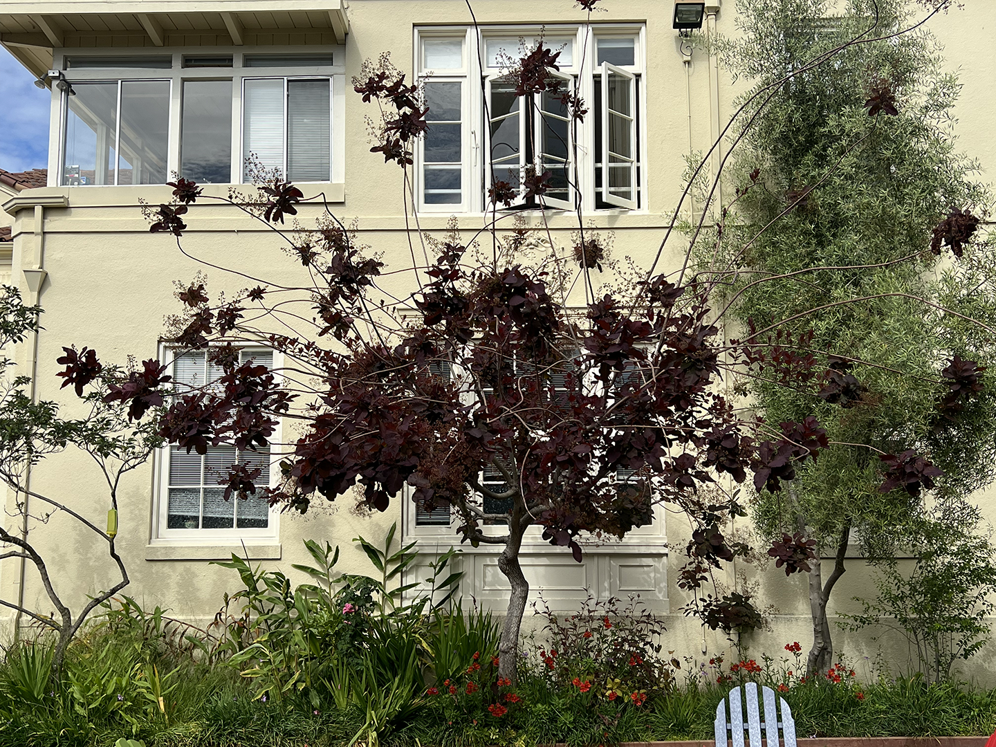 Cotinus before front.png