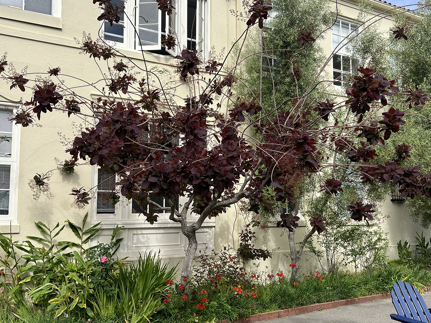Cotinus before side.png