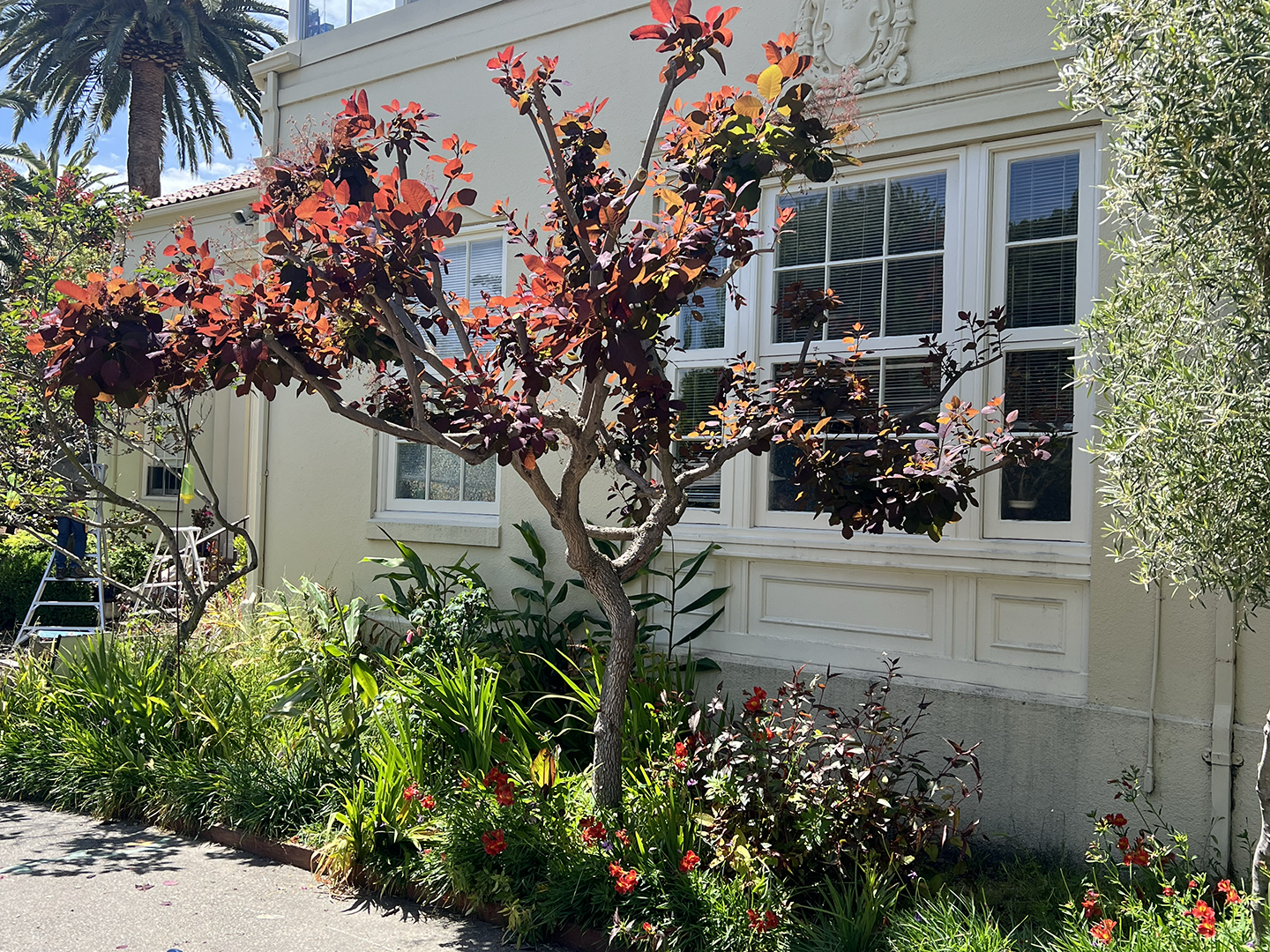 Cotinus after frontish.png