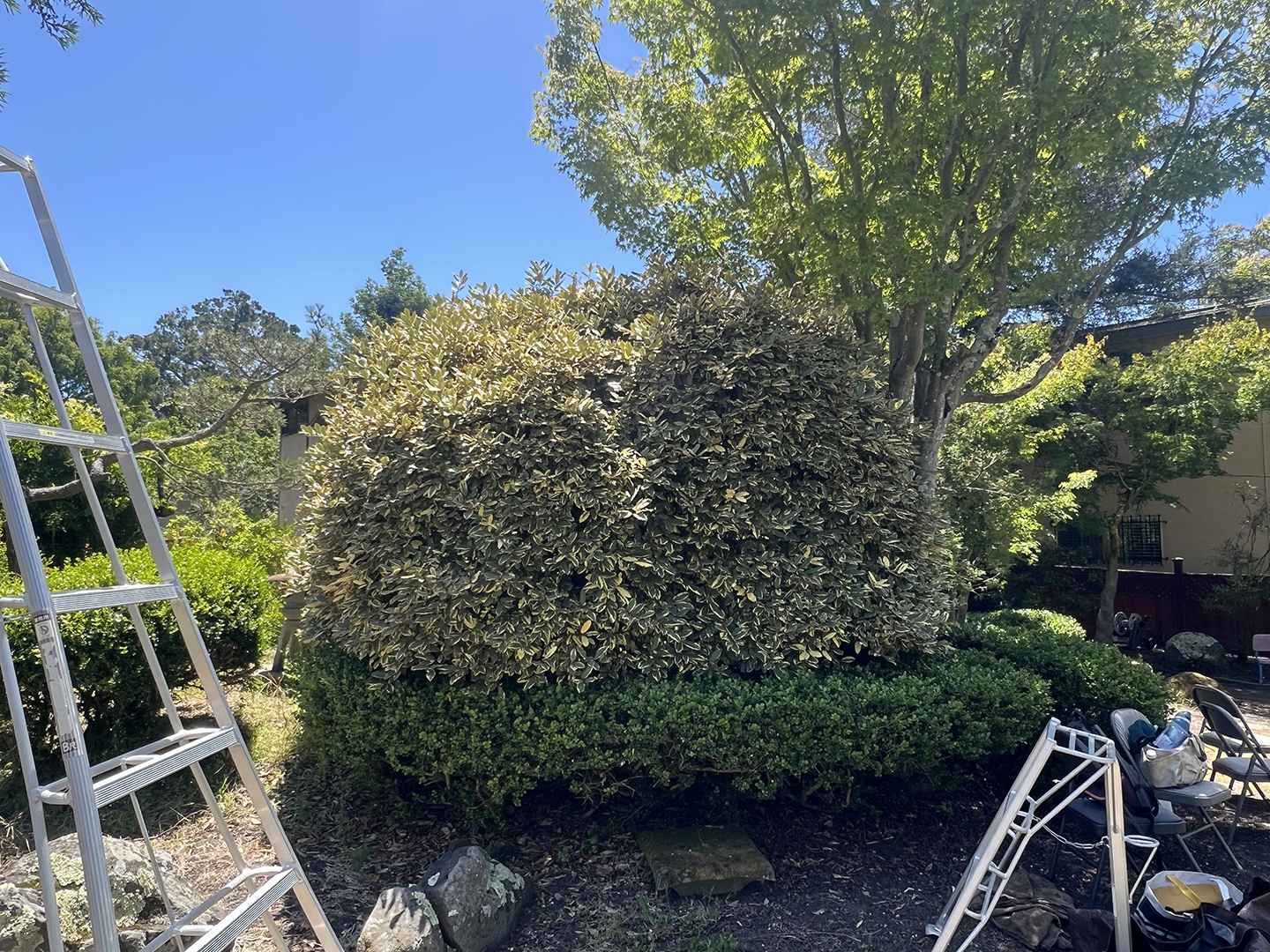 Elaeagnus before.png