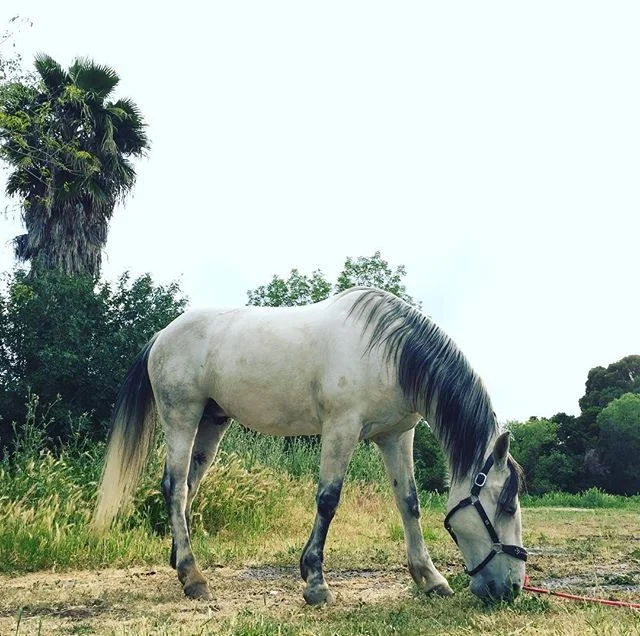 Happy horses at the farm 🦄 #equestriancenter