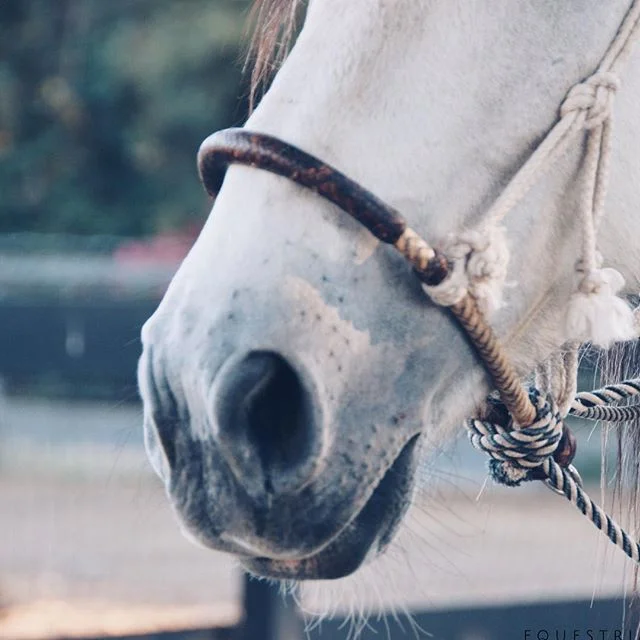 Gotta love a soft cute nose! #horsesofinstagram