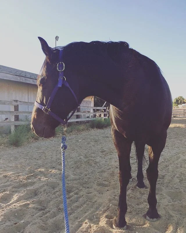 More arena work with the horses 👍🏻 #barnlife
