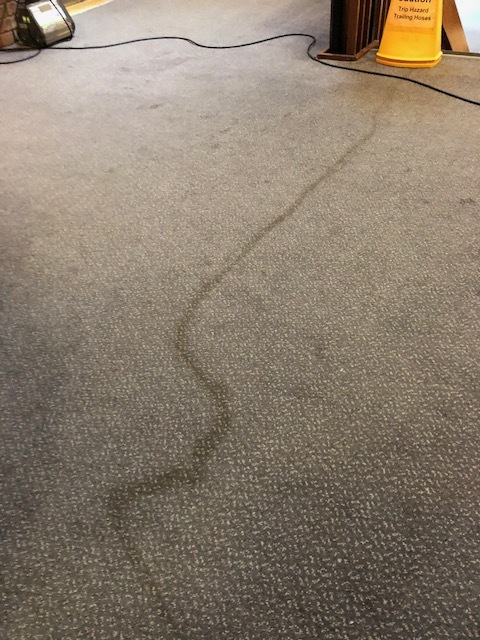 Carpet cleaning 3 before.jpg