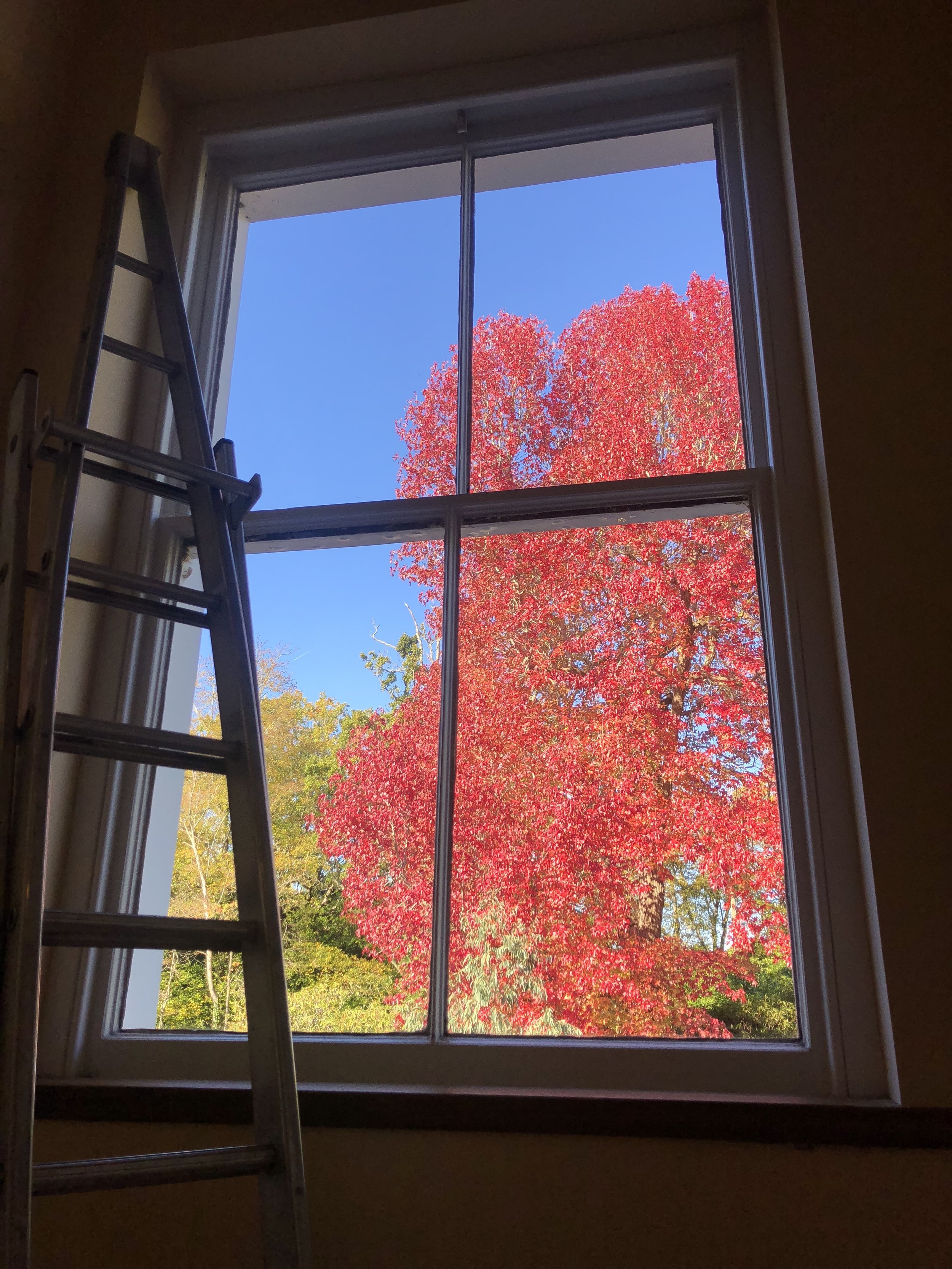 8726 window red tree.jpg