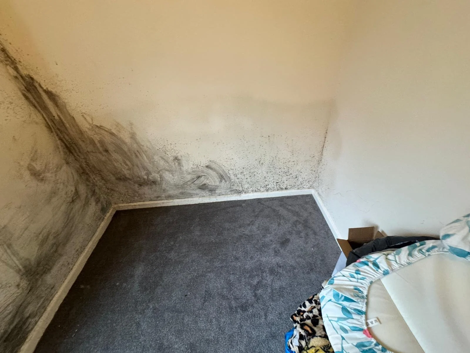 Mould Wall 2 before.jpeg