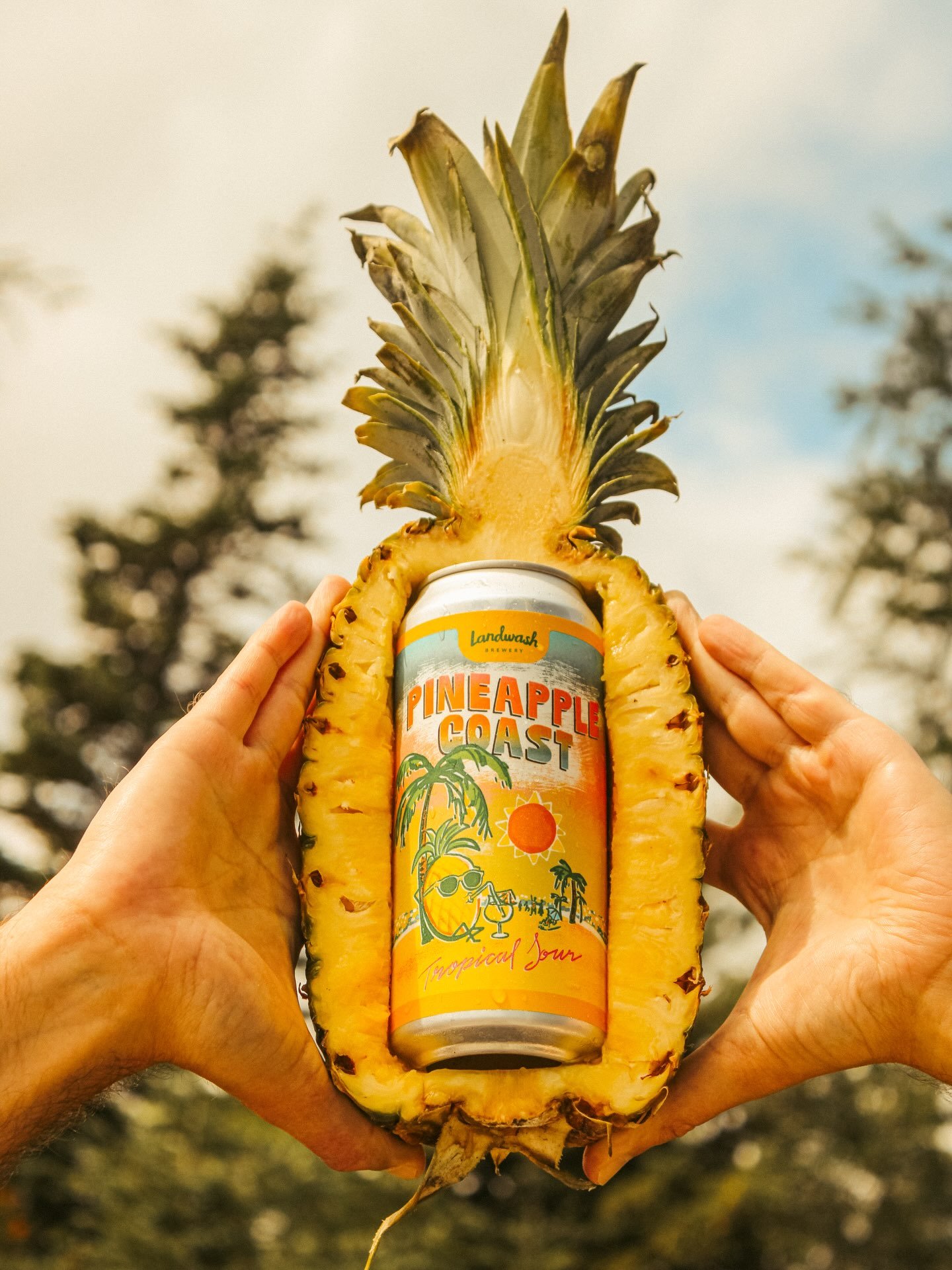 Pineapple Coast is back!
🍍
This taproom favourite is bright and refreshingly tart. Pineapple Coast is full of fruit character courtesy of a very generous addition of fresh pineapple pur&eacute;e. Complemented by malt sweetness and clean kettle sour 