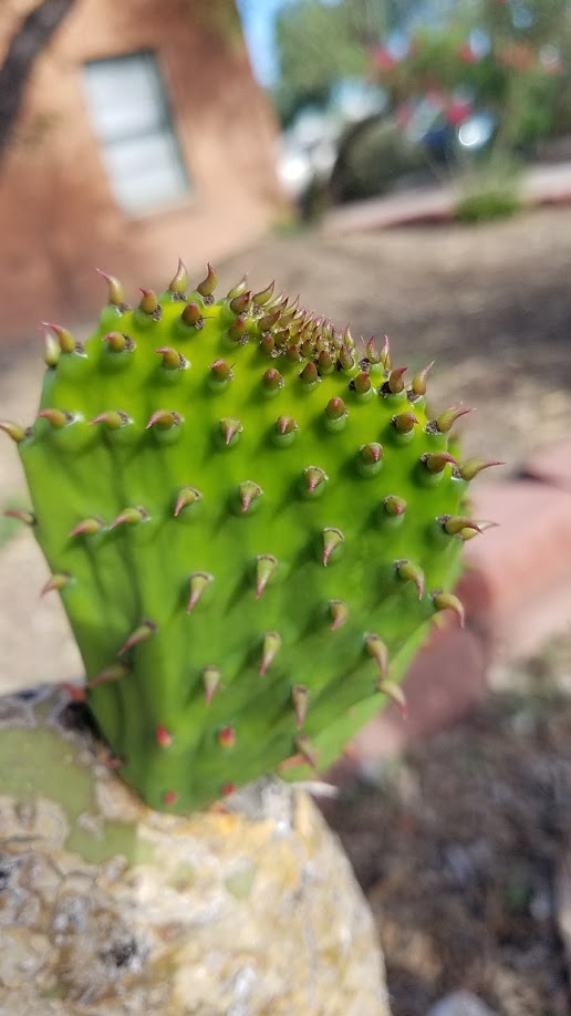 Budding Cacti.jpg