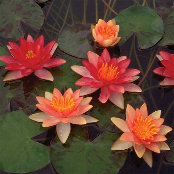 Water Lilies.jpg