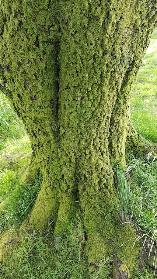 Moss covered tree in Oban.jpg