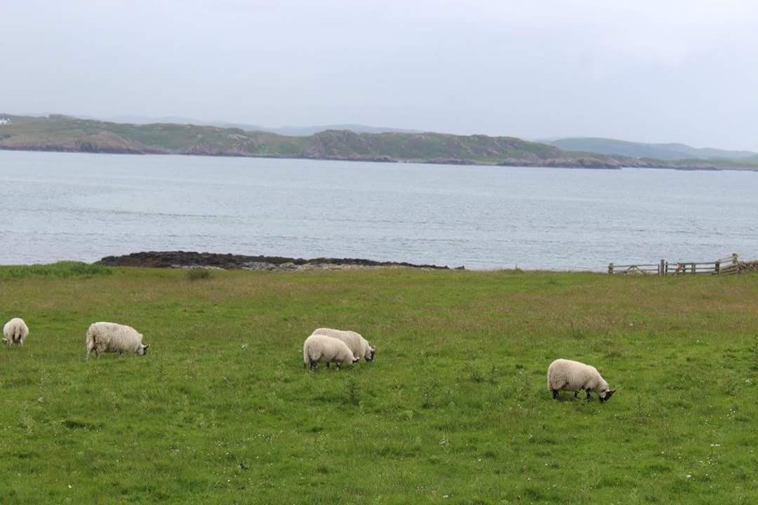 Sheep Grazing on Iona.jpg