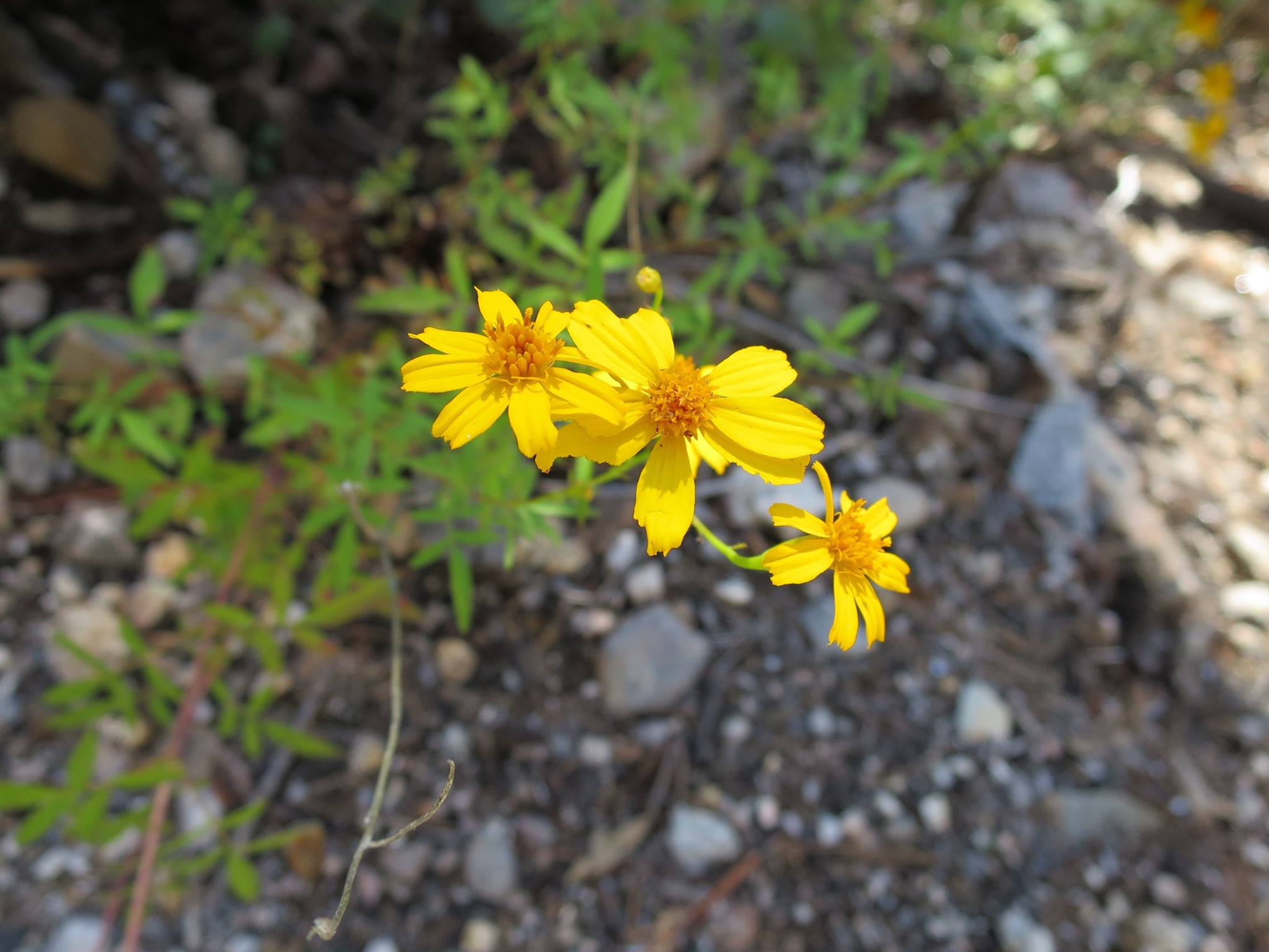 Yellow Flower on Mt Lemmon.jpg