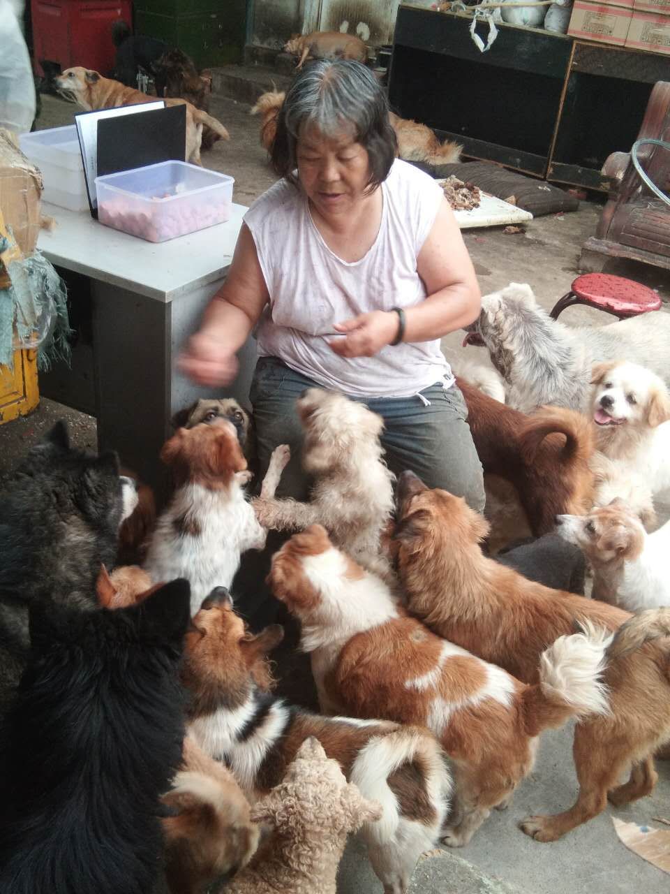  Lijun and her dogs. 