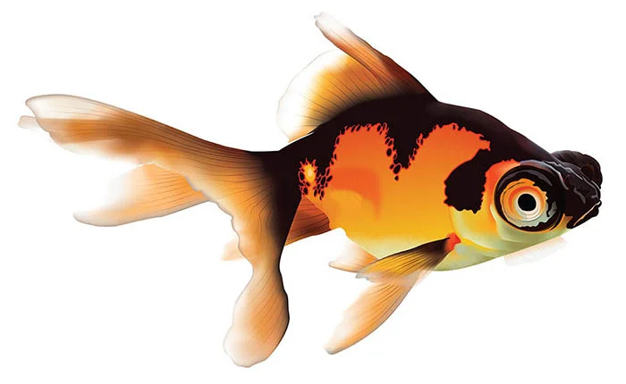 TELESCOPE GOLDFISH