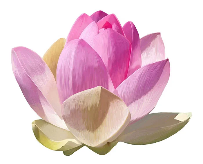 Lotus