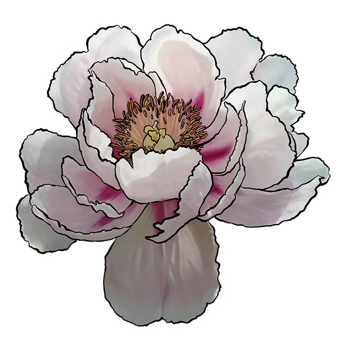 Peony