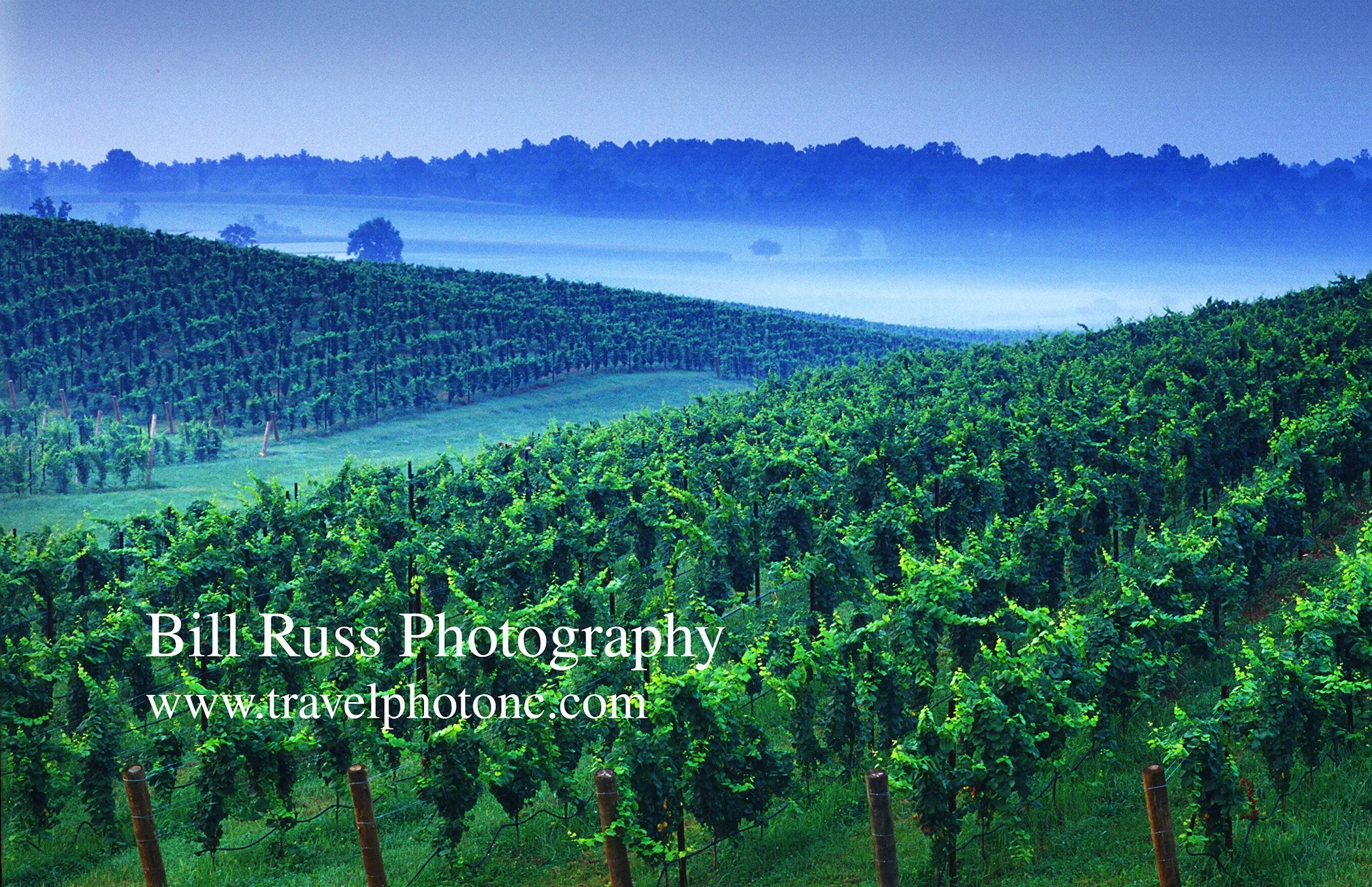 Shelton_Vineyard.jpg