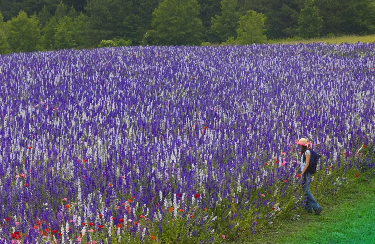 flowers.jpg