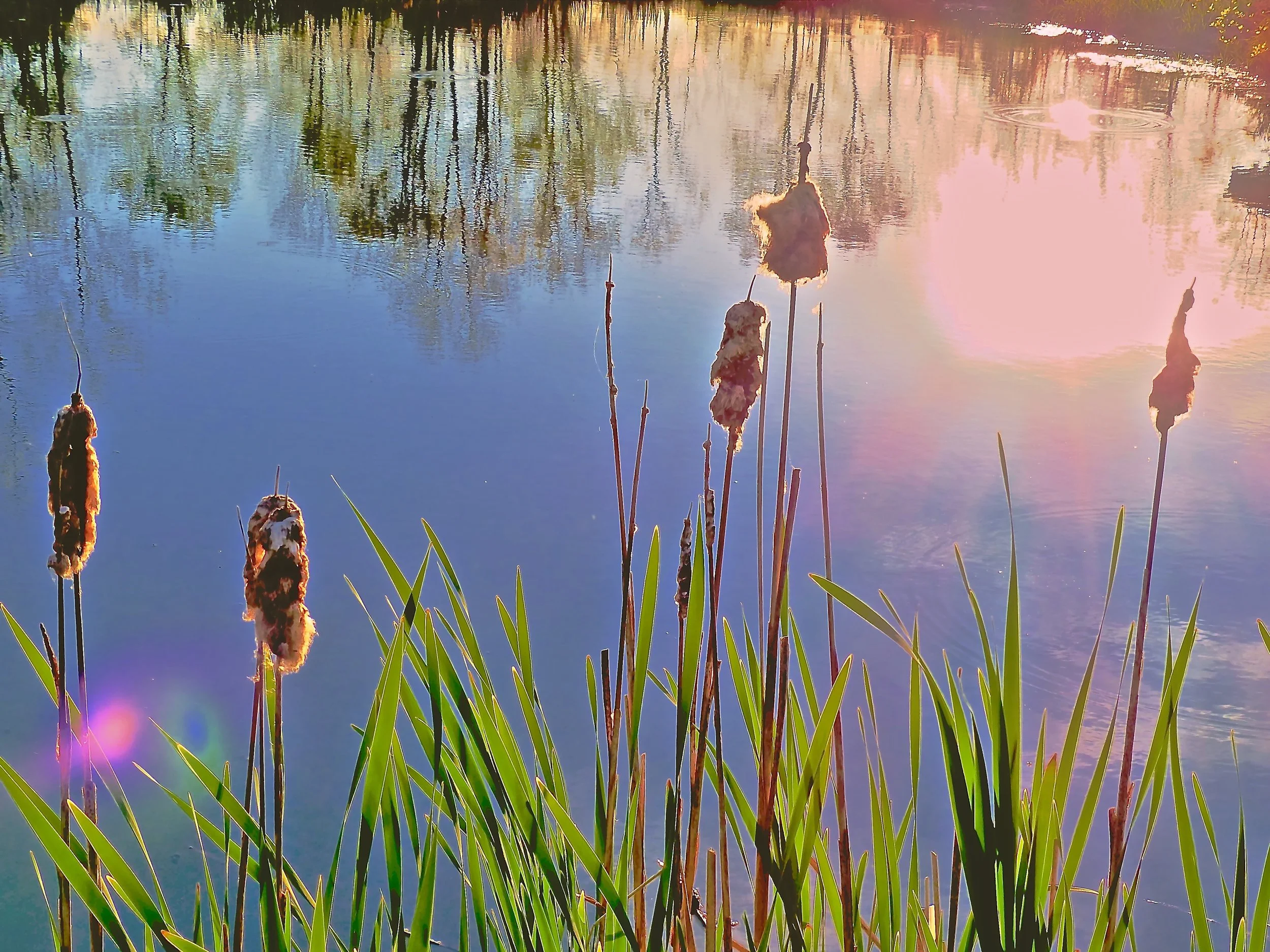  Still waters shine 