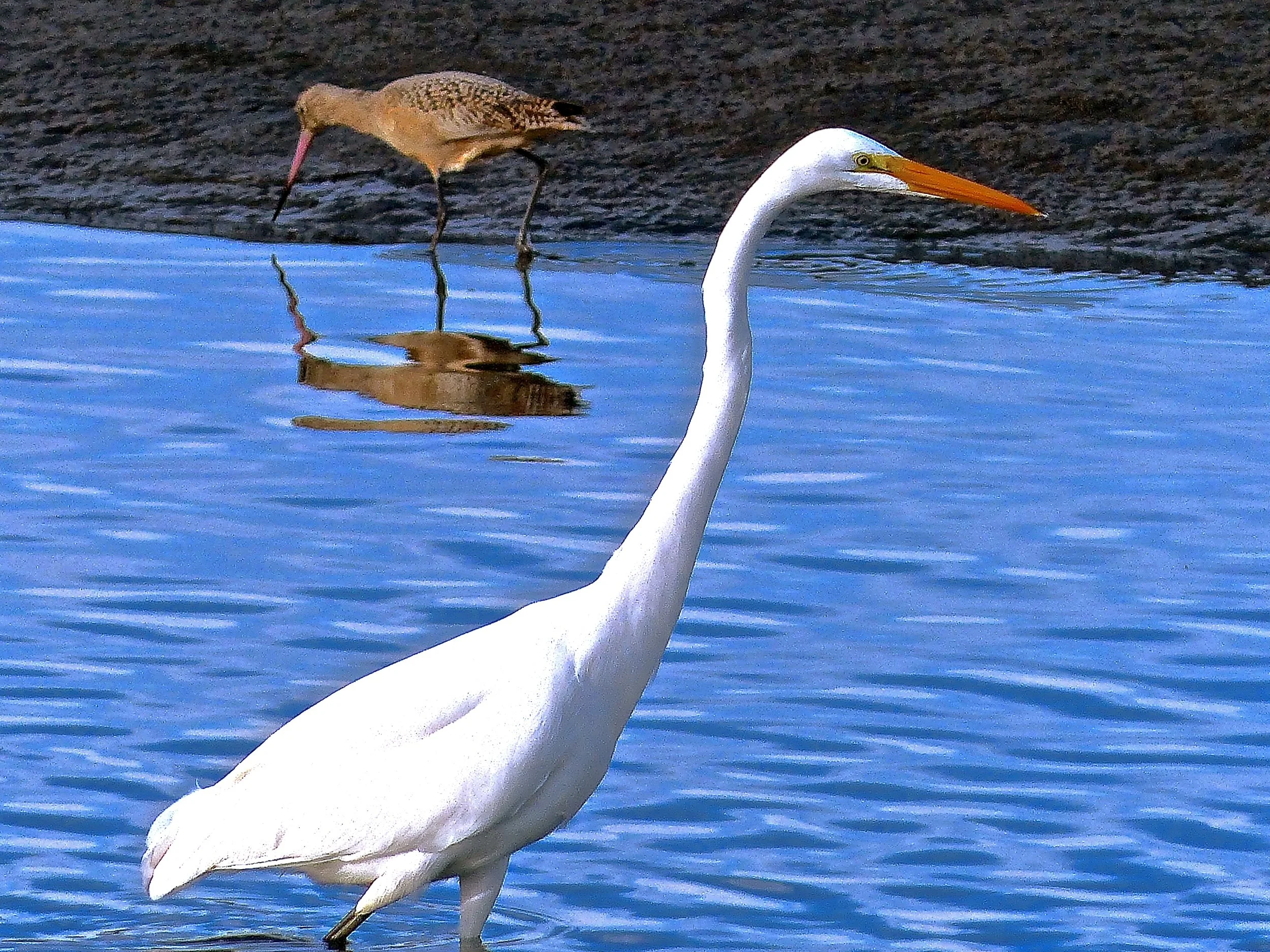  White Heron and Dirty Bird 